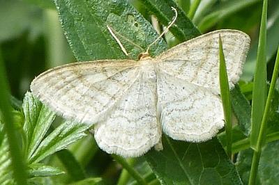 <i>Idaea macilentaria</i>