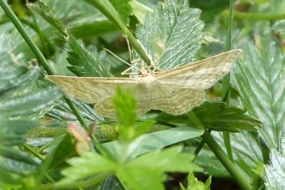 <i>Idaea macilentaria</i>