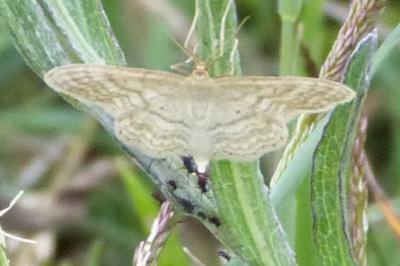 <i>Idaea macilentaria</i>