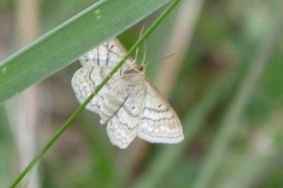 <i>Idaea macilentaria</i>