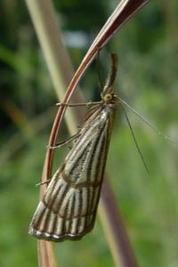 <i>Chrysocrambus linetella</i>