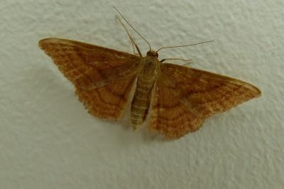 <i>Idaea ochrata</i>