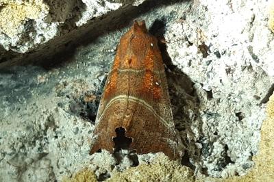 <i>Scoliopteryx libatrix</i>