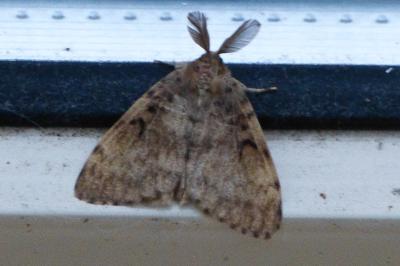 <i>Lymantria dispar</i>