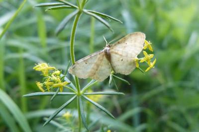 <i>Idaea fuscovenosa</i>