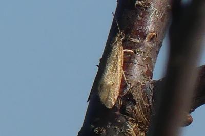 <i>Diurnea lipsiella</i>