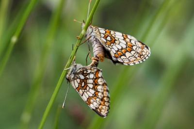 <i>Melitaea athalia</i>
