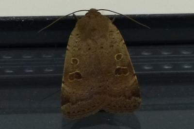 <i>Noctua comes</i>