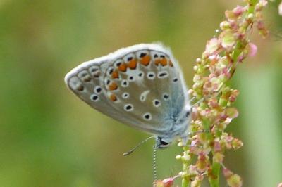 <i>Polyommatus icarus</i>