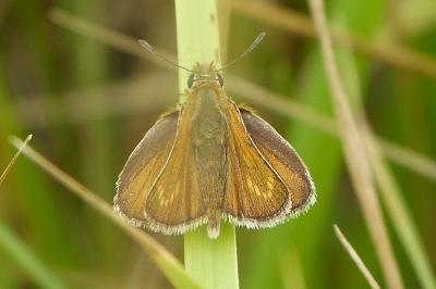 <i>Thymelicus acteon</i>