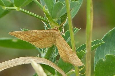 <i>Idaea ochrata</i>
