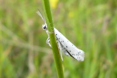 <i>Yponomeuta</i>