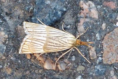 <i>Chrysocrambus linetella</i>