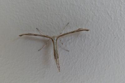 <i>Emmelina monodactyla</i>