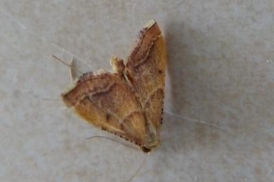 <i>Endotricha flammealis</i>