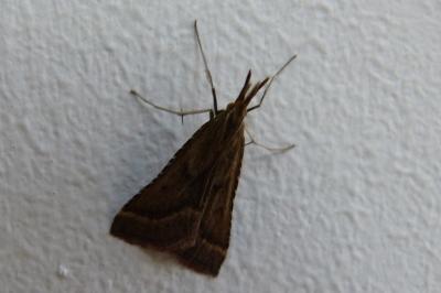 <i>Synaphe punctalis</i>