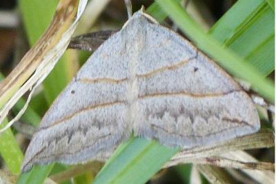 <i>Scotopteryx</i>