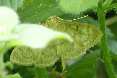 <i>Patania ruralis</i>
