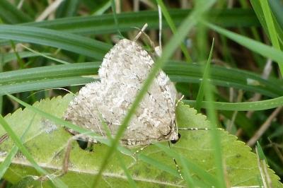 <i>Epirrita</i>