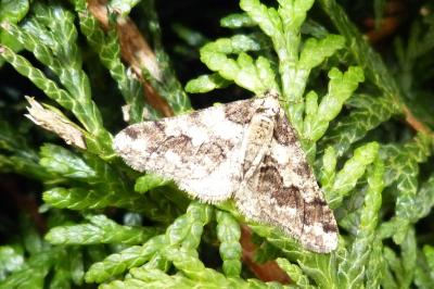 <i>Agriopis leucophaearia</i>