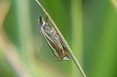 <i>Crambus lathoniellus</i>