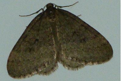 <i>Operophtera brumata</i>