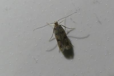 <i>Borkhausenia nefrax</i>