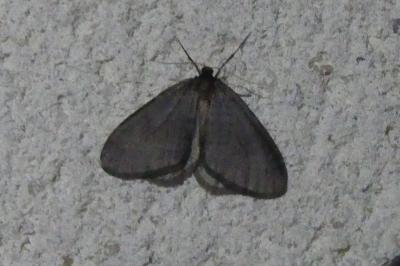 <i>Operophtera brumata</i>