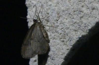 <i>Operophtera brumata</i>