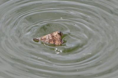 <i>Lymantria dispar</i>