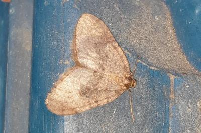 <i>Operophtera brumata</i>