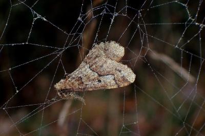 <i>Erannis defoliaria</i>