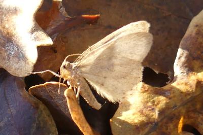 <i>Operophtera brumata</i>