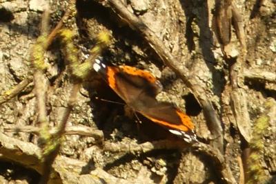 <i>Vanessa atalanta</i>