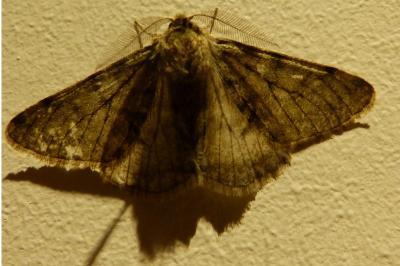 <i>Phigalia pilosaria</i>