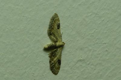 <i>Eupithecia centaureata</i>