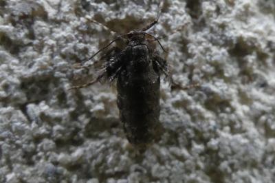<i>Operophtera brumata</i>