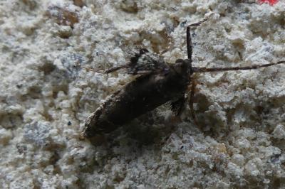 <i>Operophtera</i>