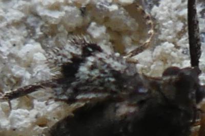 <i>Operophtera</i>