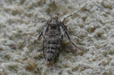 <i>Operophtera</i>
