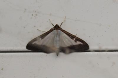 <i>Cydalima perspectalis</i>
