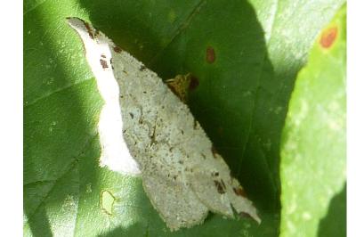 <i>Macaria alternata</i>