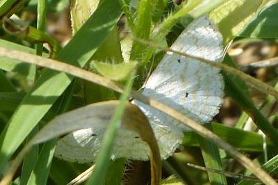 <i>Scopula immutata</i>