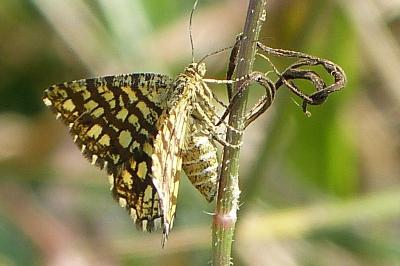 <i>Chiasmia clathrata</i>