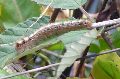<i>Lasiocampa quercus</i>