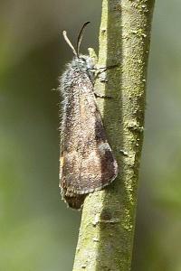 <i>Boudinotiana</i>