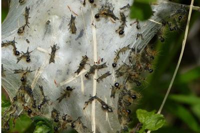 <i>Eriogaster catax</i>