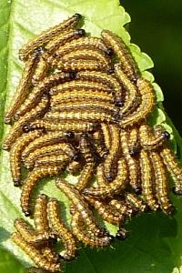 <i>Aglais io</i>