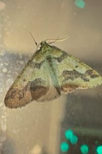 <i>Erannis defoliaria</i>
