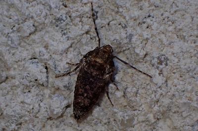 <i>Operophtera brumata</i>